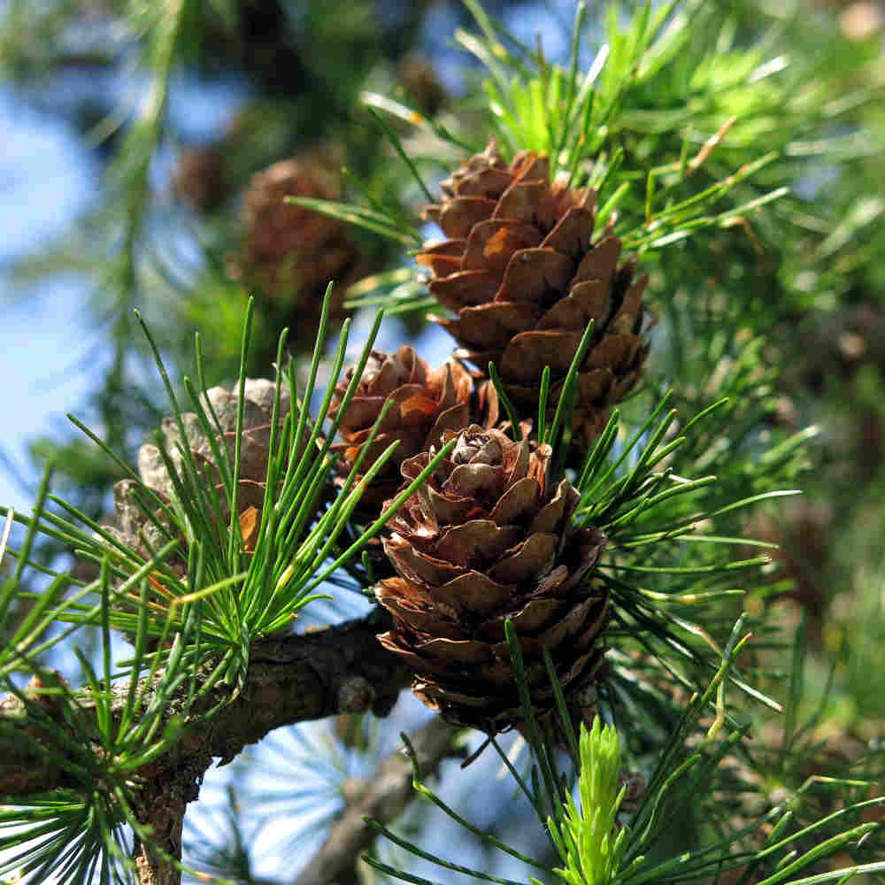 Fresh Pine Fir Needles Fragrance Oil